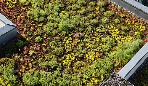 Green Roofing