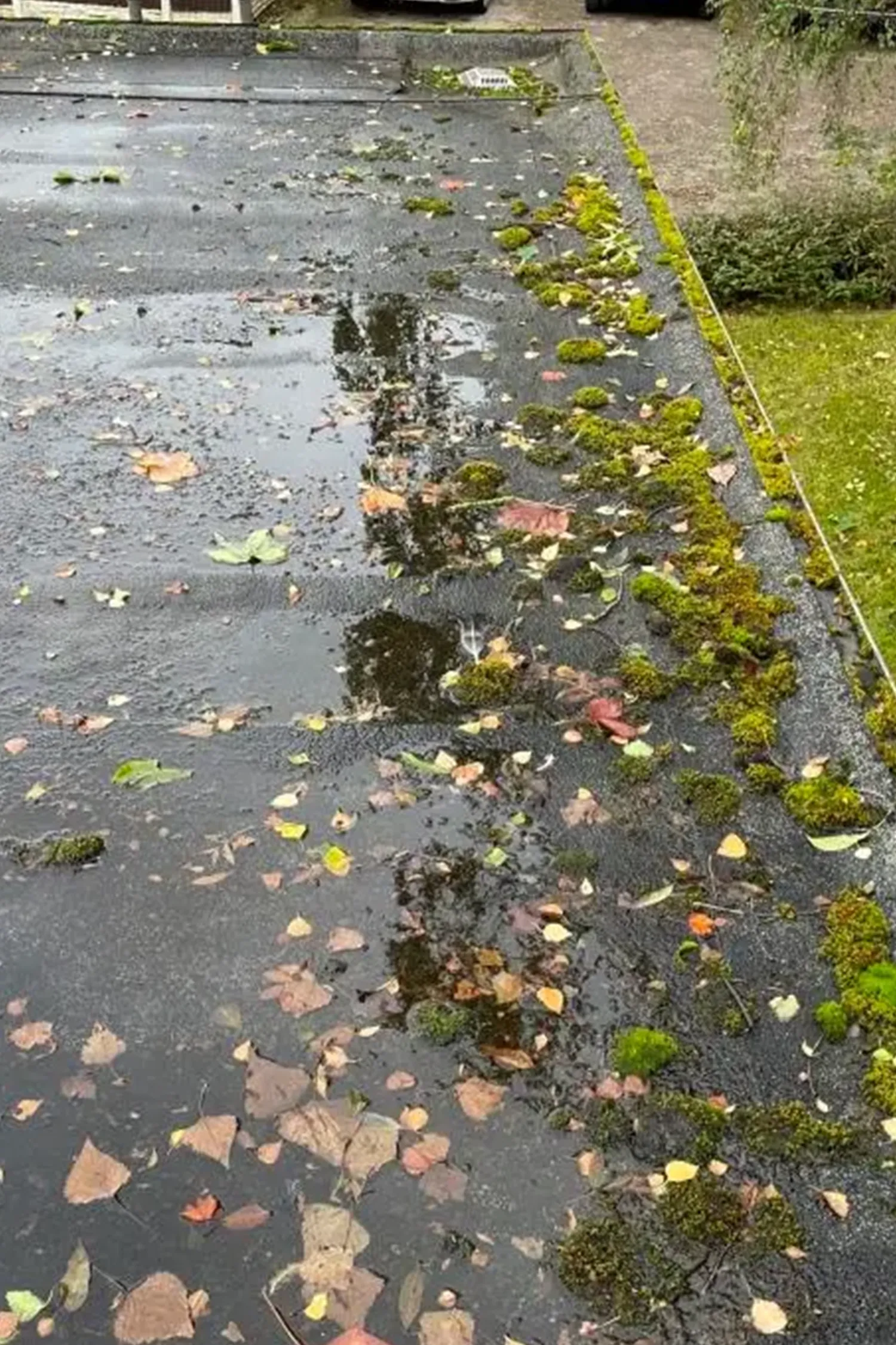 Wet flat roof covered with moss, fallen leaves, and debris