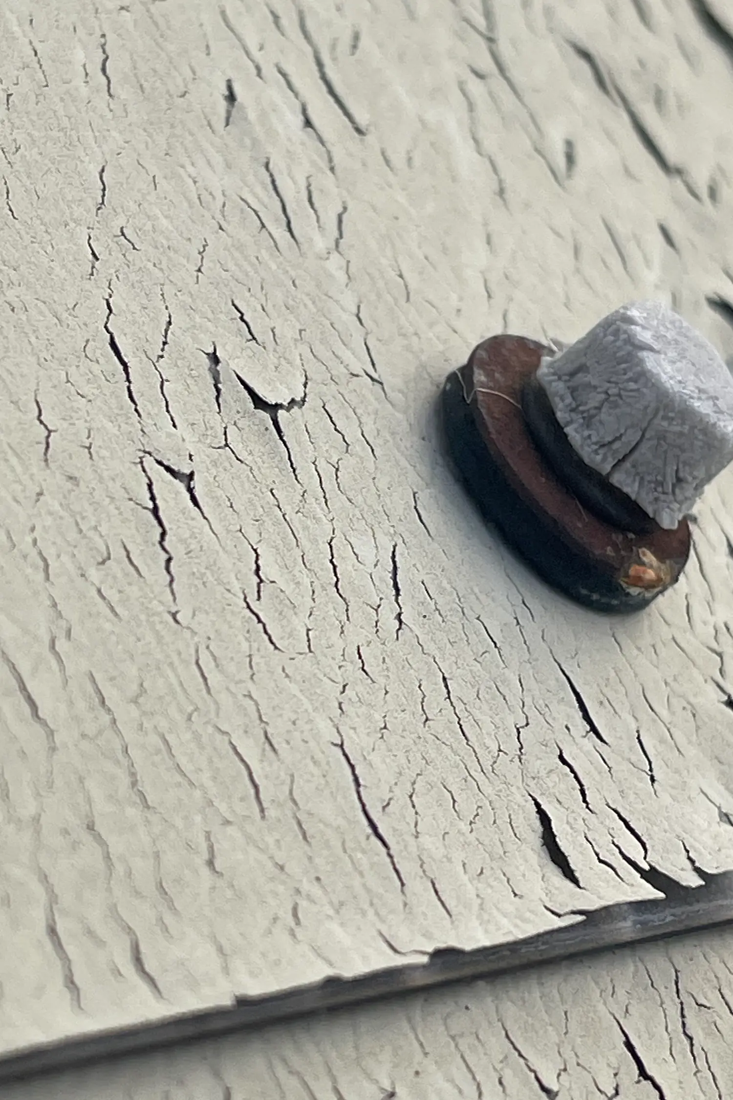 Snail crawling on cracked white textured wall surface