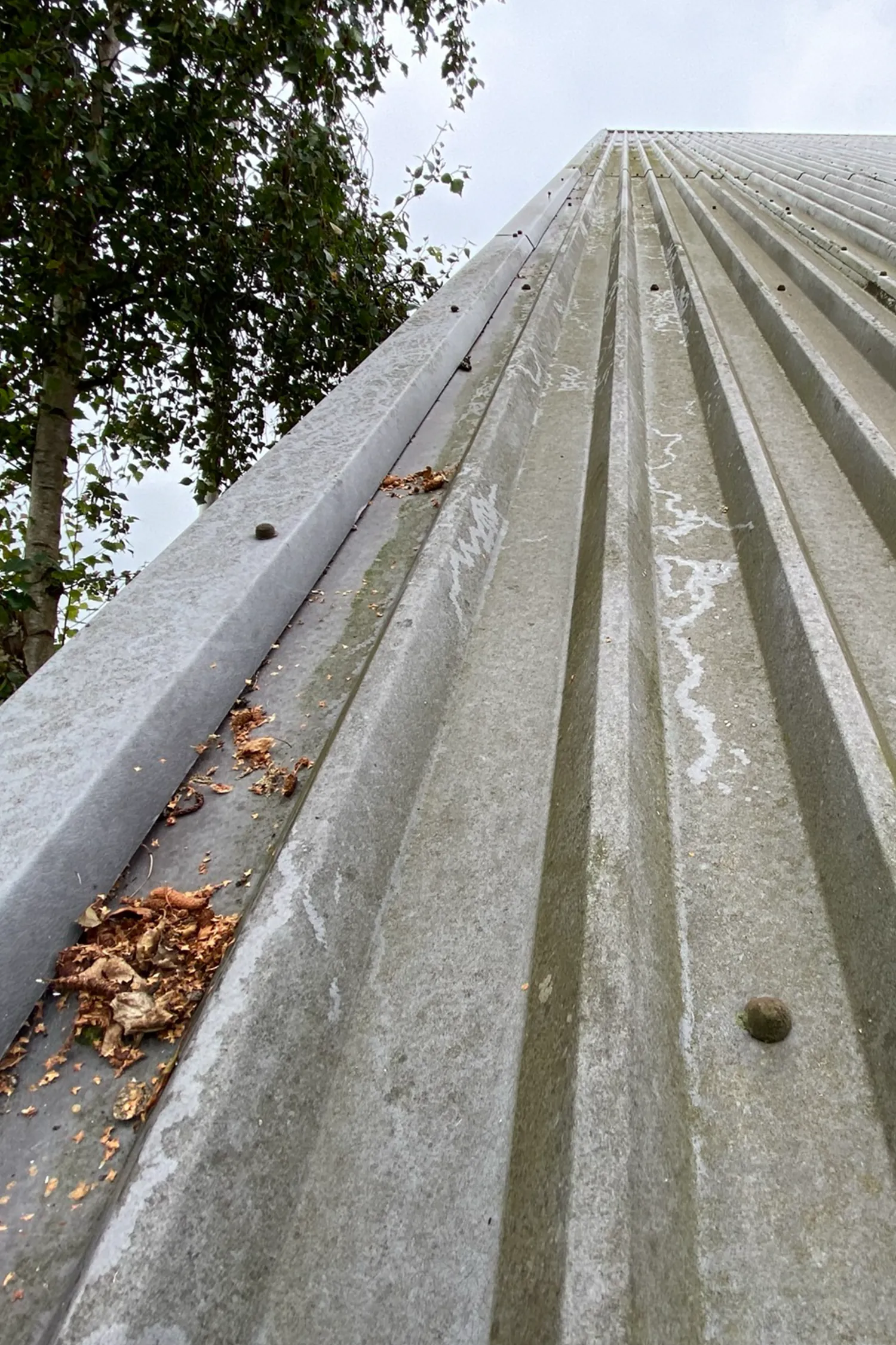 Asphalt roof cladding with corrugated ridges, moss growth, and fallen leaves debris