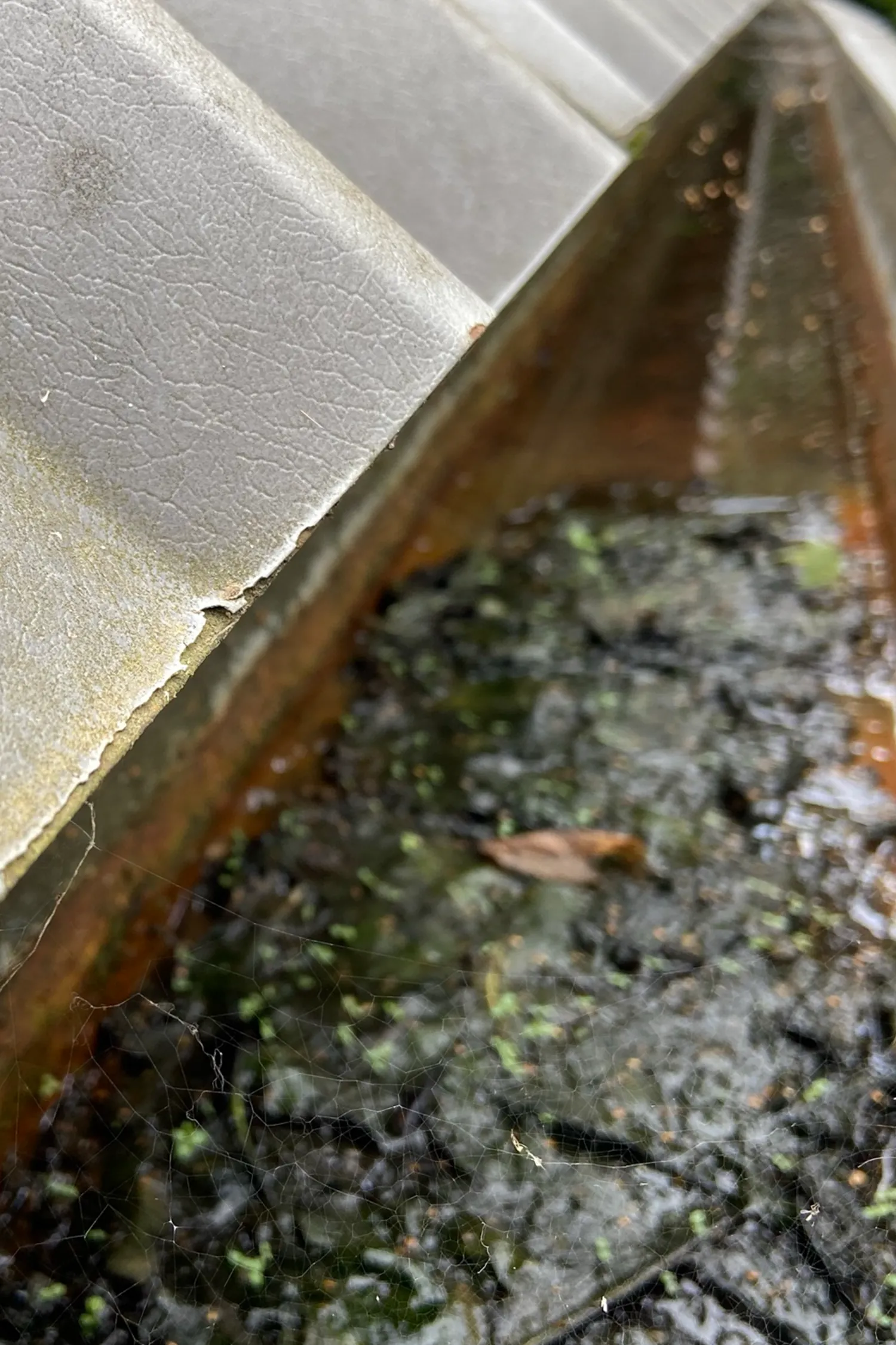 Weathered gutter with moss and lichen growth alongside metal cladding