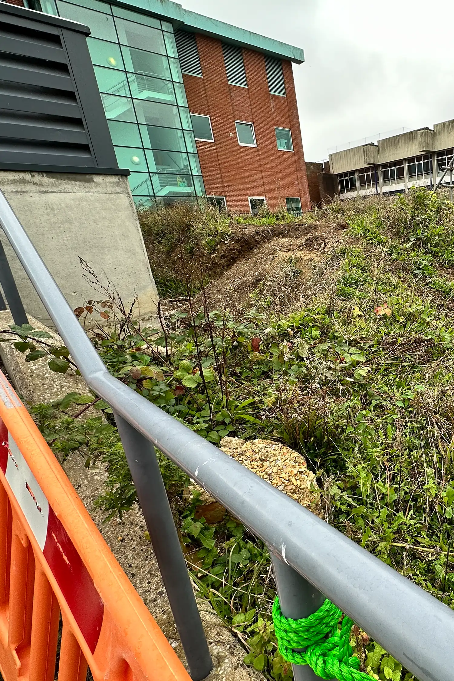 Green roofing garden with native plants and metal railing overlooking brick building