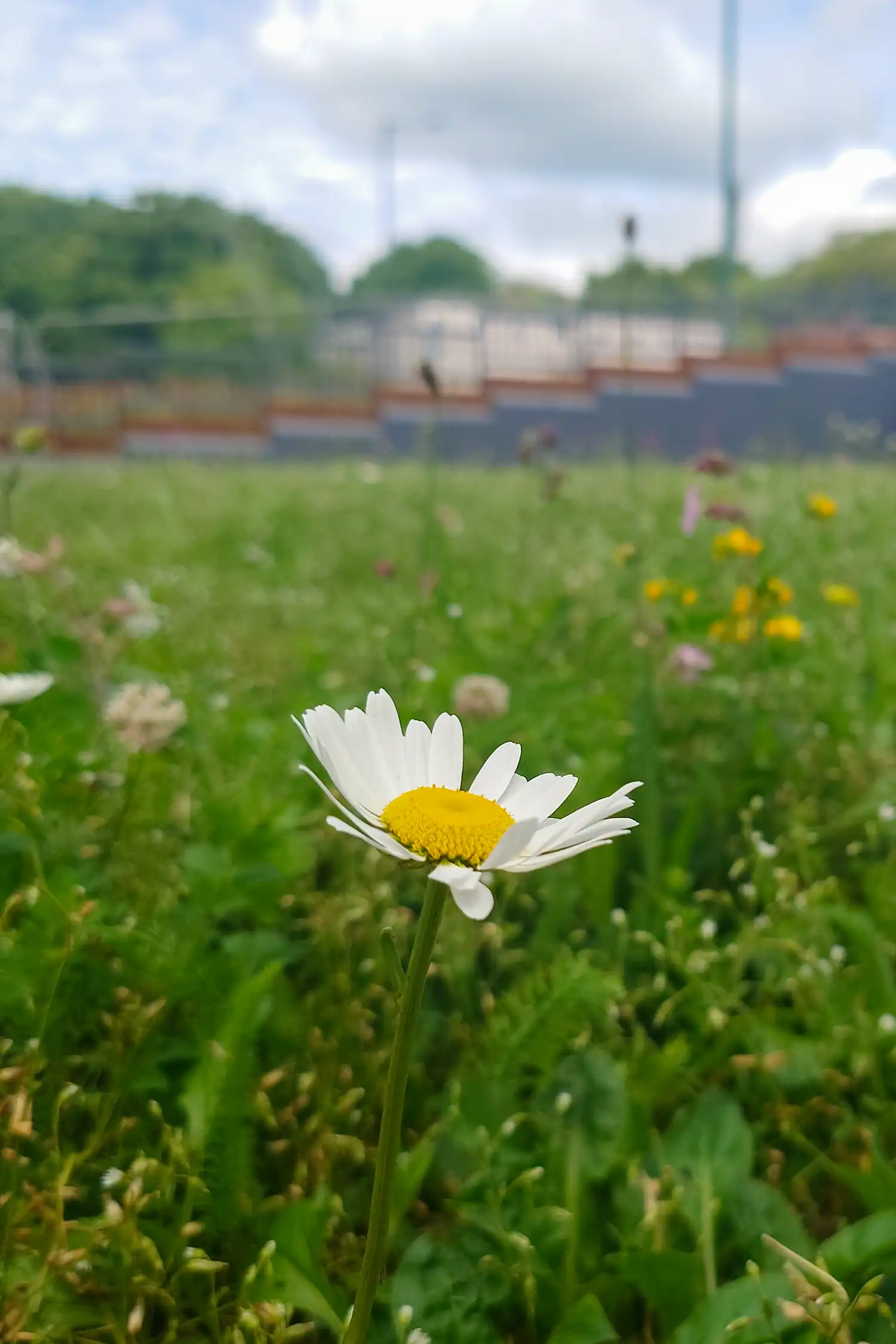 White daisy with yellow center blooming in green meadow field