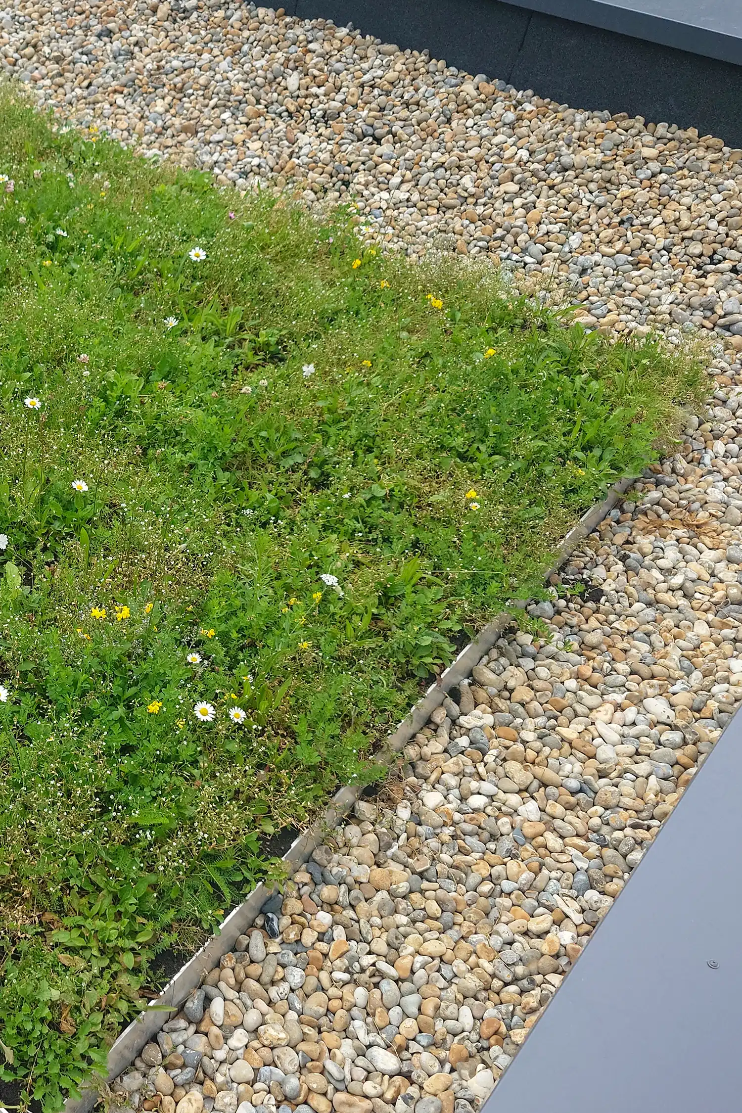 Green roof with wildflowers bordered by gravel drainage system