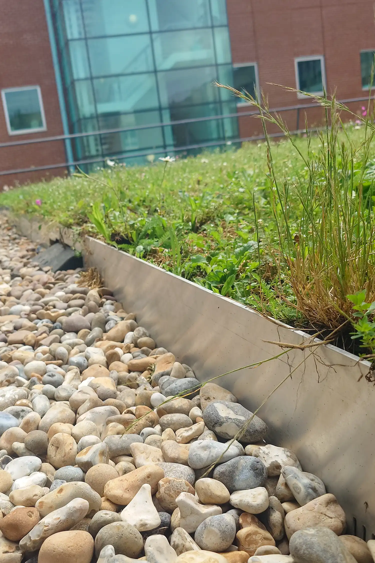 Green roof garden with native grasses and river rocks beside brick building