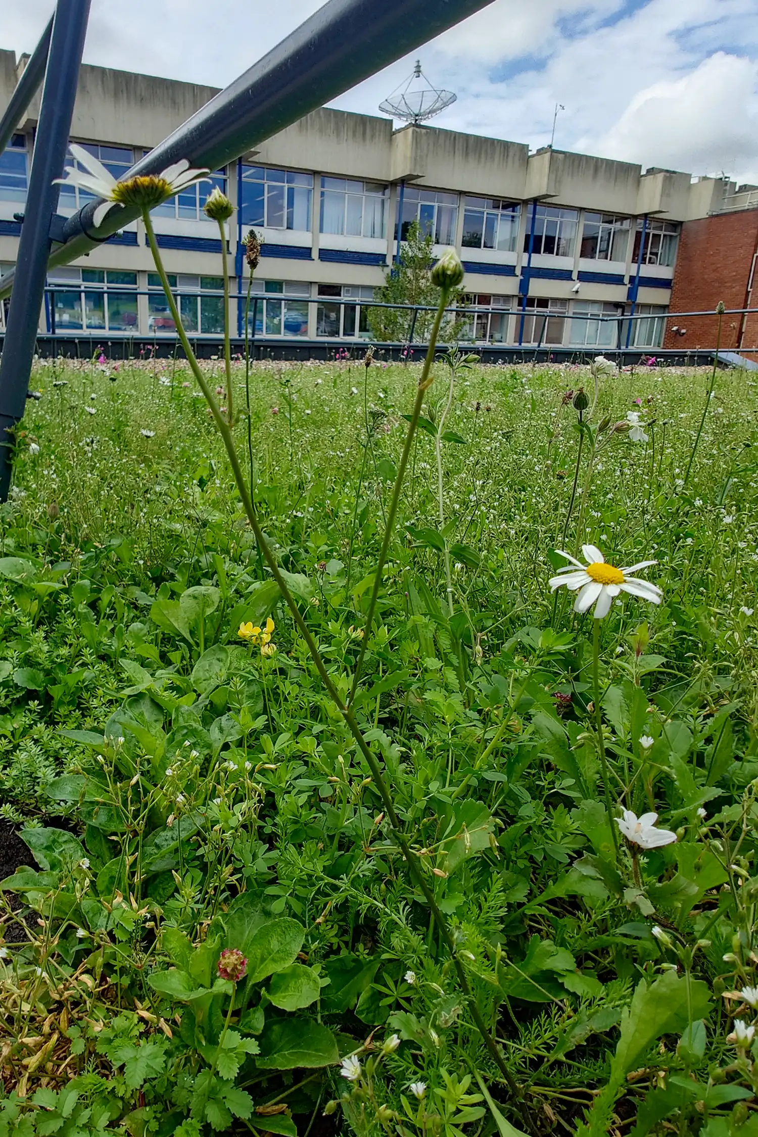 Wildflower meadow with daisies in front of modern university building