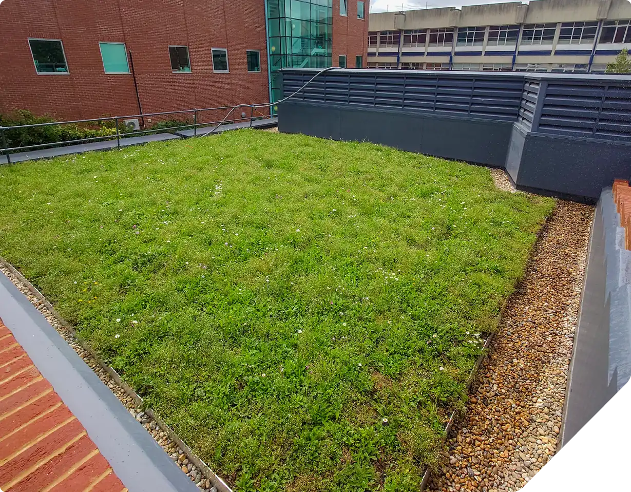 Green roof with moss and sedum plants on university building corner